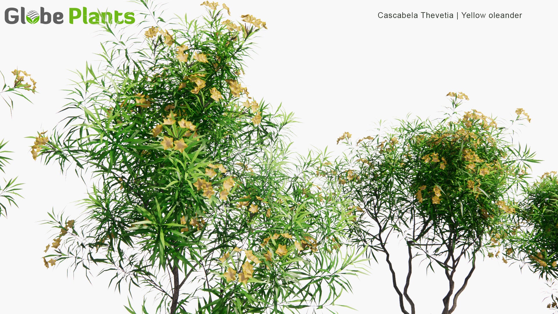 Low Poly Cascabela Thevetia - Yellow Oleander (3D Model)