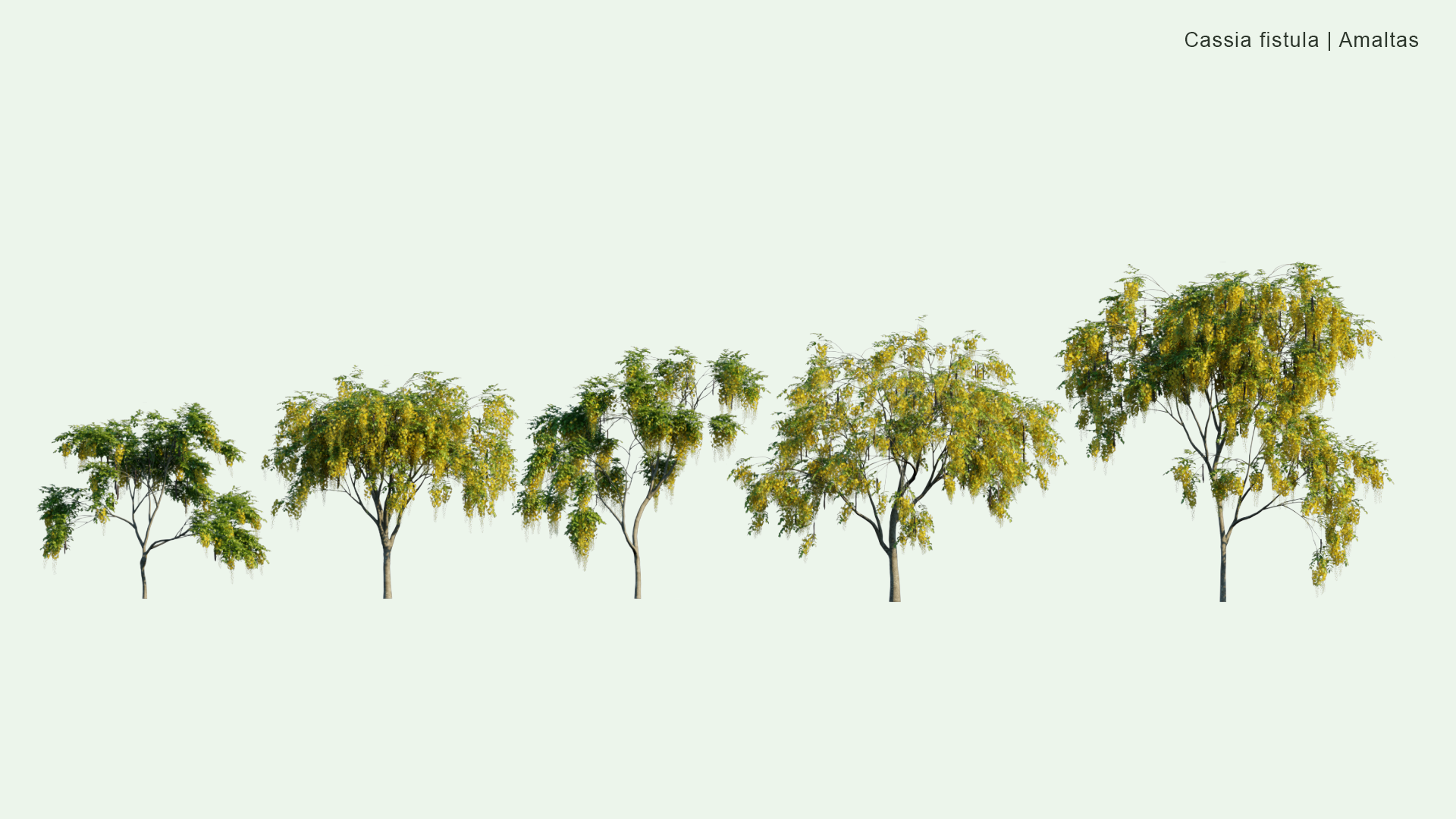 2D Cassia Fistula - Amaltas, Golden Shower, Purging Cassia, Indian Laburnum, Pudding-pipe Tree