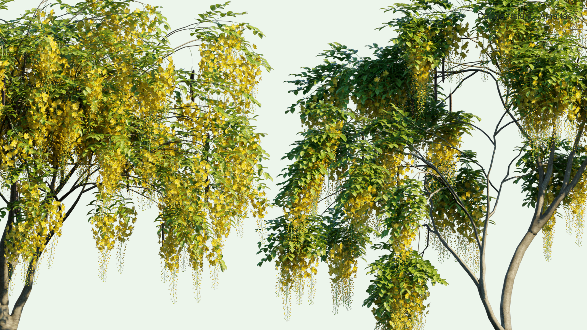 2D Cassia Fistula - Amaltas, Golden Shower, Purging Cassia, Indian Laburnum, Pudding-pipe Tree