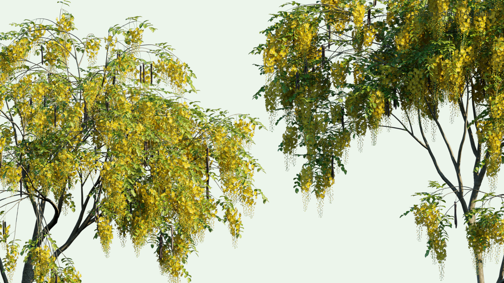 2D Cassia Fistula - Amaltas, Golden Shower, Purging Cassia, Indian Laburnum, Pudding-pipe Tree