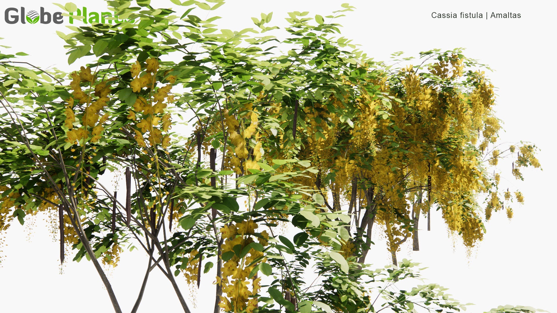 Low Poly Cassia Fistula - Amaltas, Golden Shower, Purging Cassia, Indian Laburnum, Pudding-Pipe Tree (3D Model)