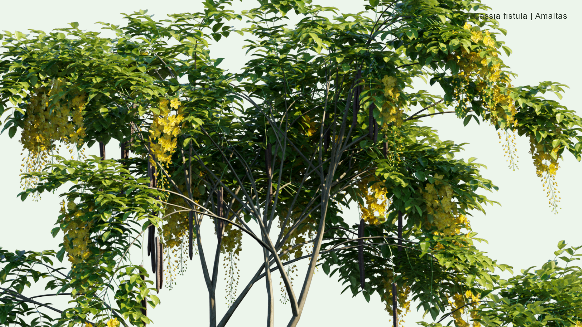 2D Cassia Fistula - Amaltas, Golden Shower, Purging Cassia, Indian Laburnum, Pudding-pipe Tree