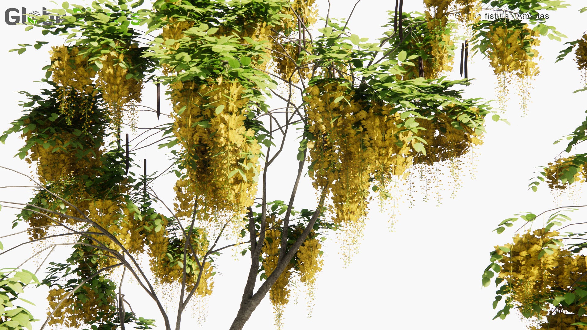 Low Poly Cassia Fistula - Amaltas, Golden Shower, Purging Cassia, Indian Laburnum, Pudding-Pipe Tree (3D Model)