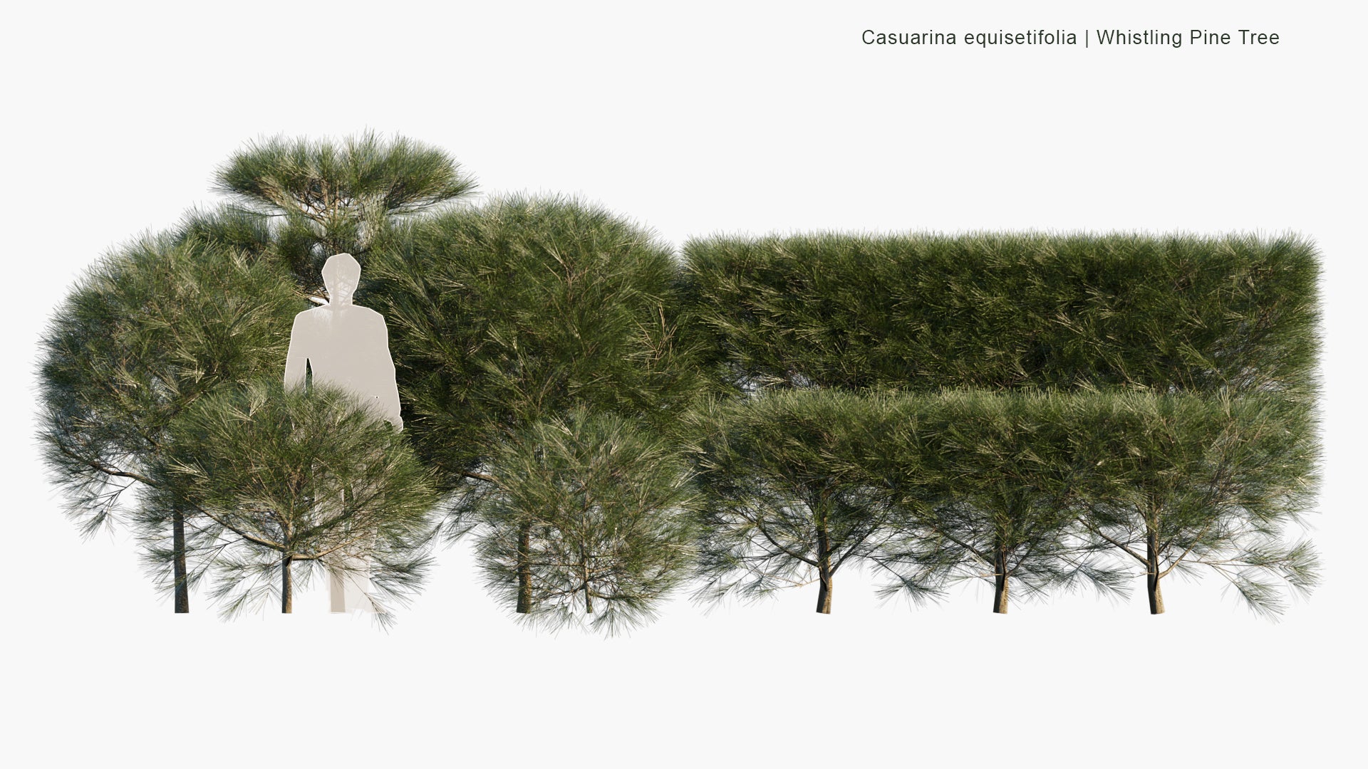 Low Poly Casuarina Equisetifolia - Whistling Pine Tree, Agoho Pine, Australian Pine Tree (3D Model)