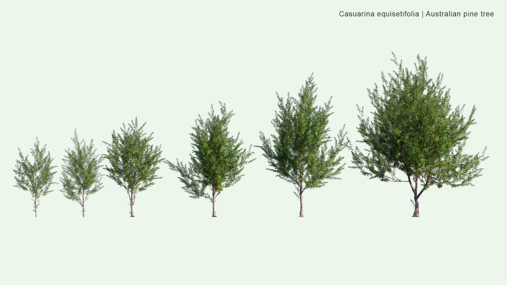 2D Casuarina Equisetifolia - Australian Pine Tree, Whistling Pine Tree