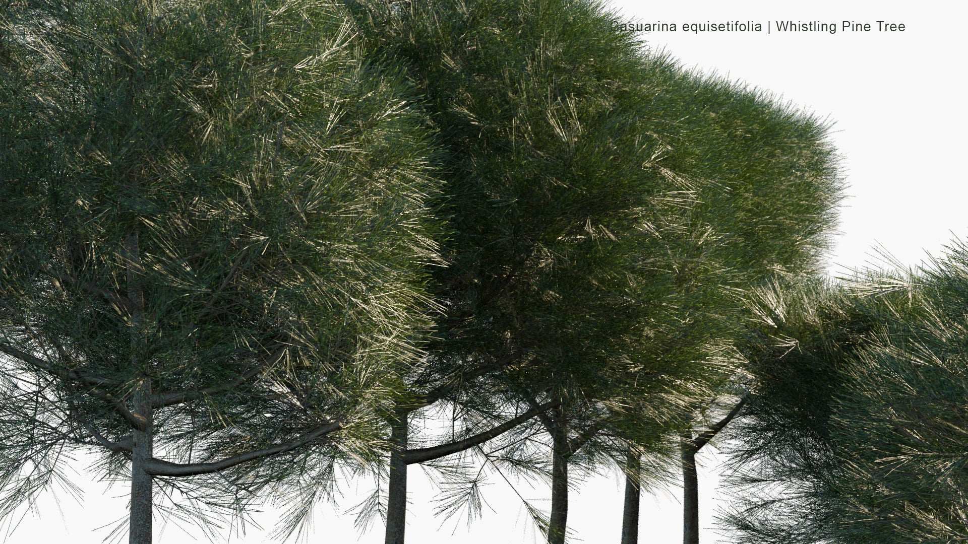 Low Poly Casuarina Equisetifolia - Whistling Pine Tree, Agoho Pine, Australian Pine Tree (3D Model)