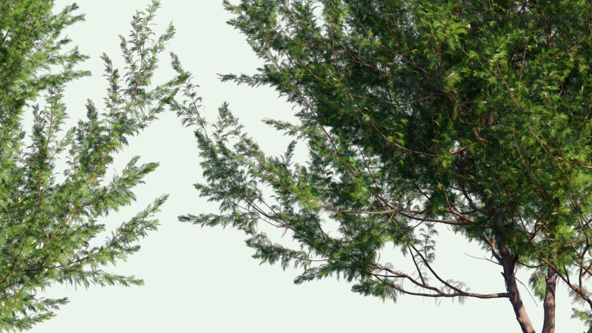 2D Casuarina Equisetifolia - Australian Pine Tree, Whistling Pine Tree