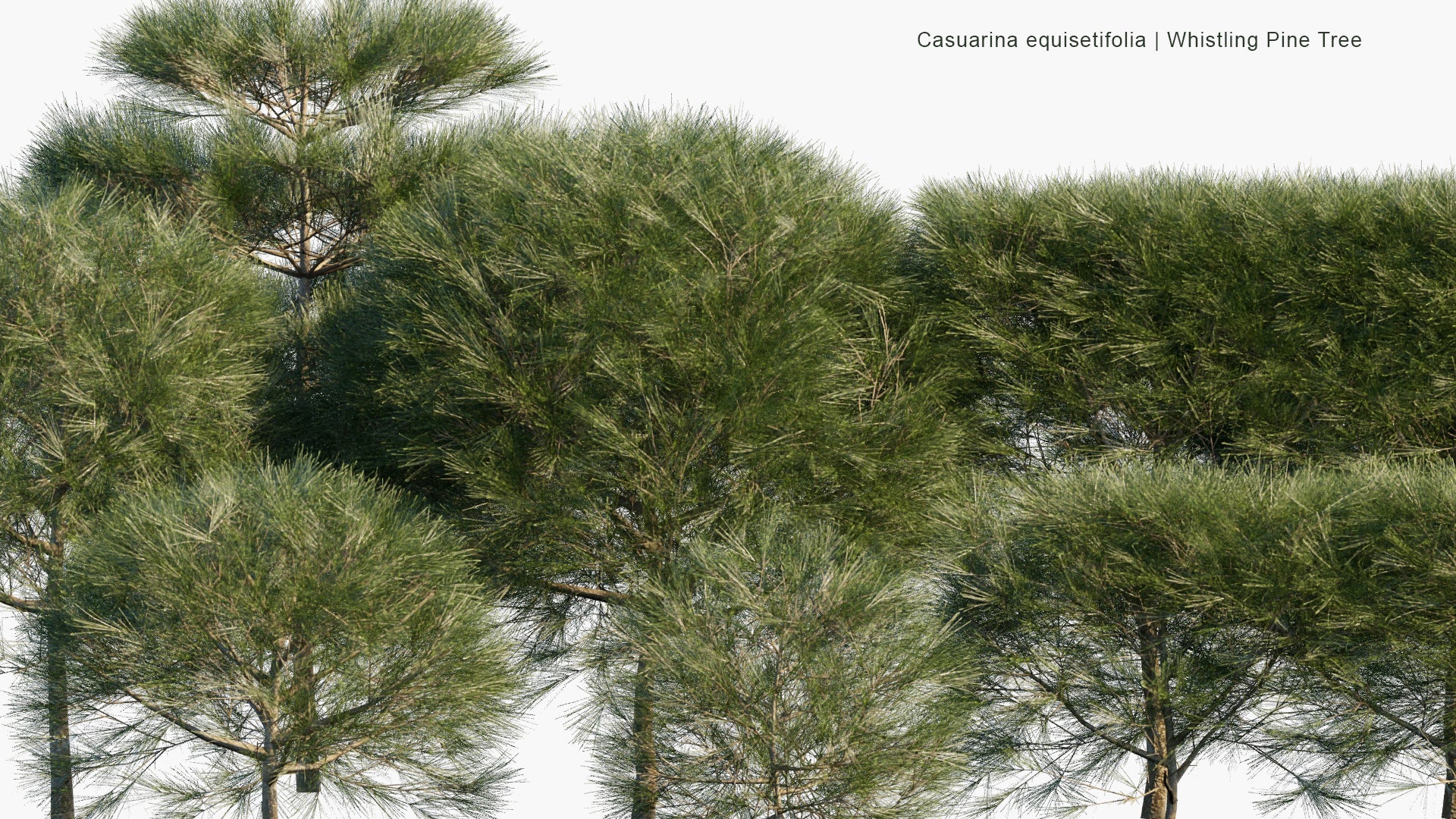 Low Poly Casuarina Equisetifolia - Whistling Pine Tree, Agoho Pine, Australian Pine Tree (3D Model)