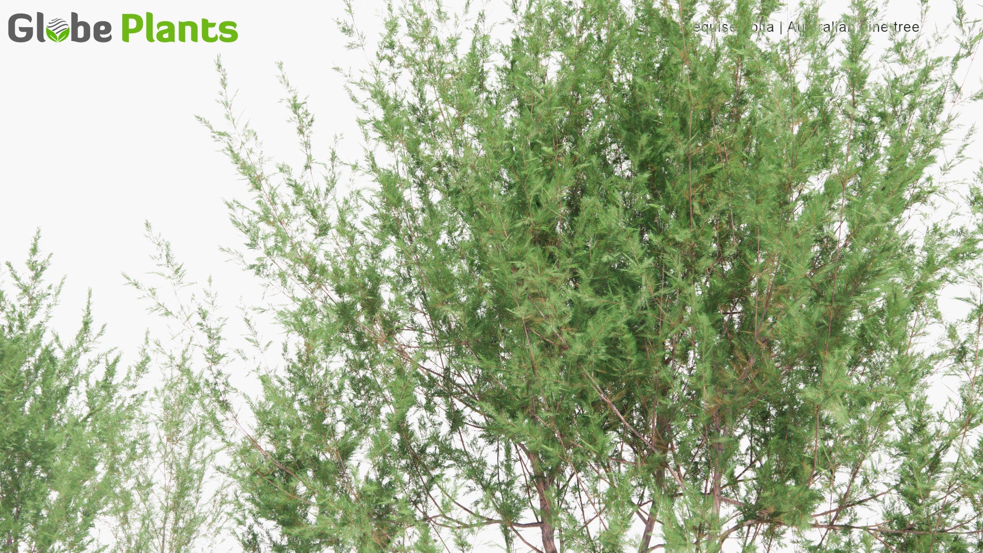 Low Poly Casuarina Equisetifolia - Australian Pine Tree, Whistling Pine Tree (3D Model)
