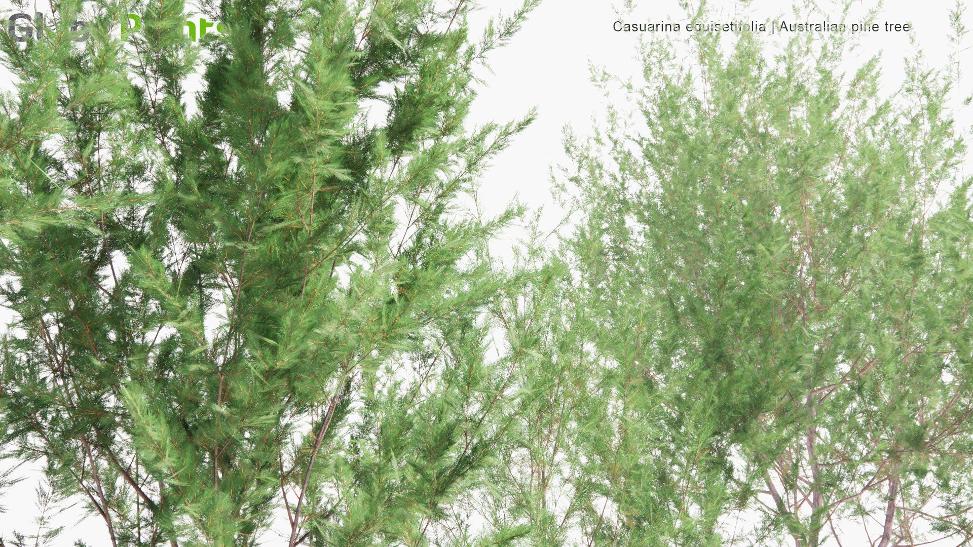 Low Poly Casuarina Equisetifolia - Australian Pine Tree, Whistling Pine Tree (3D Model)