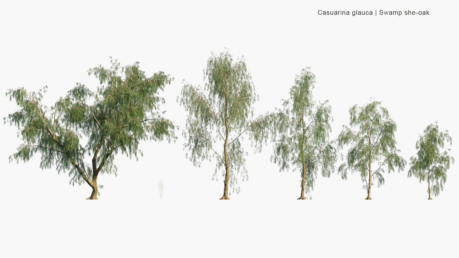 Low Poly Casuarina Glauca - Swamp She-Oak, Swamp Oak, Grey Oak, River Oak (3D Model)