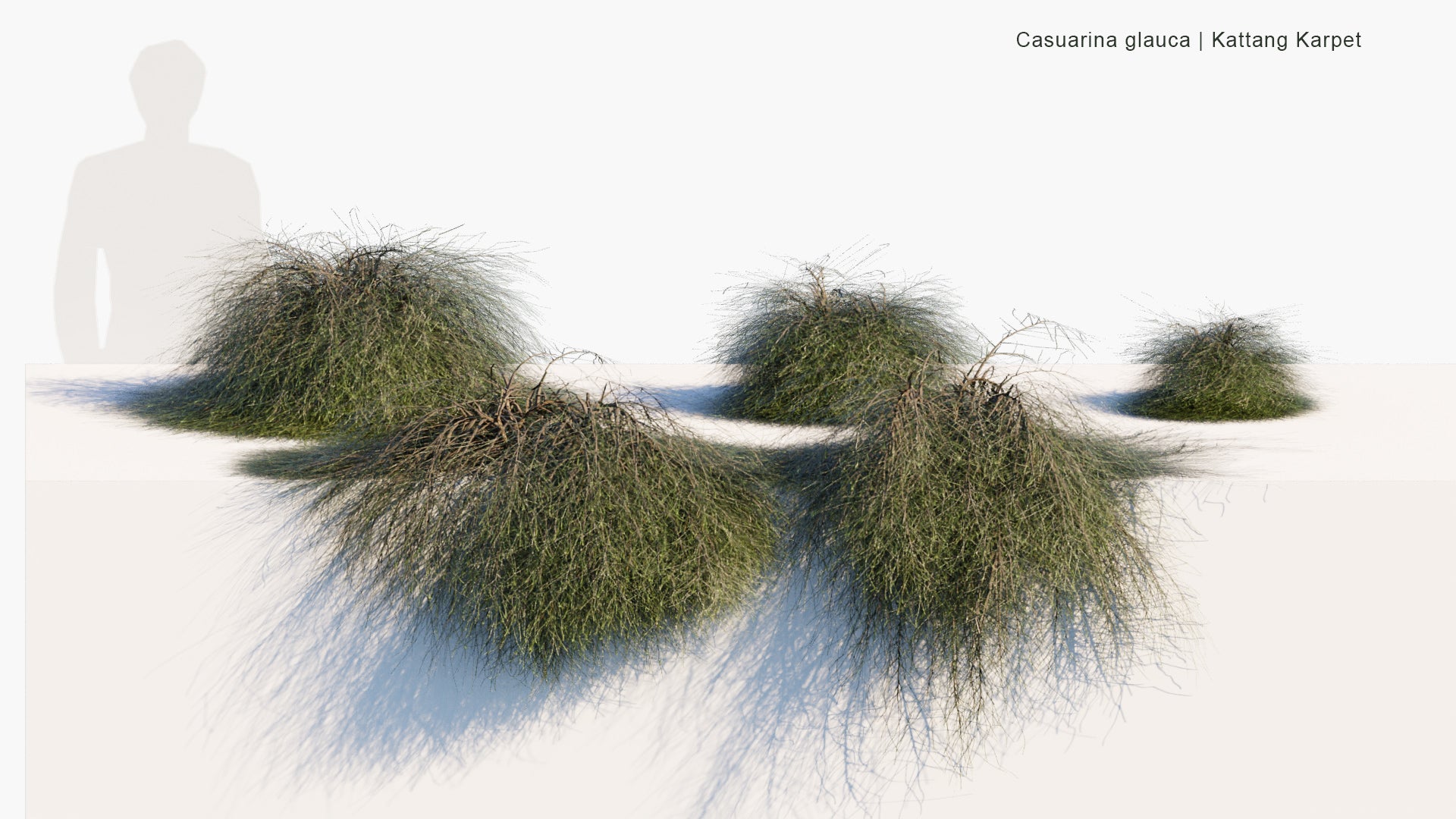 Low Poly Casuarina Glauca - Kattang Karpet (3D Model)