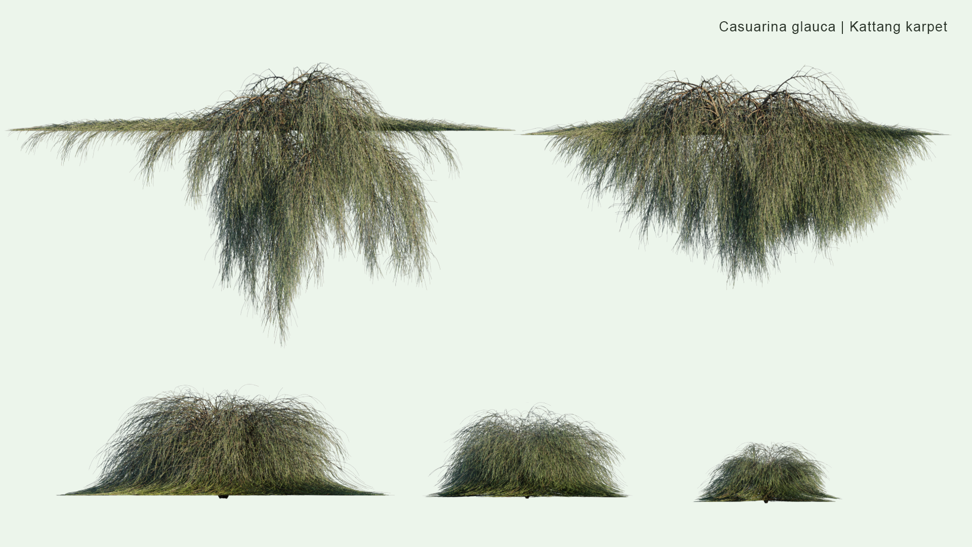 2D Casuarina Glauca - Kattang Karpet