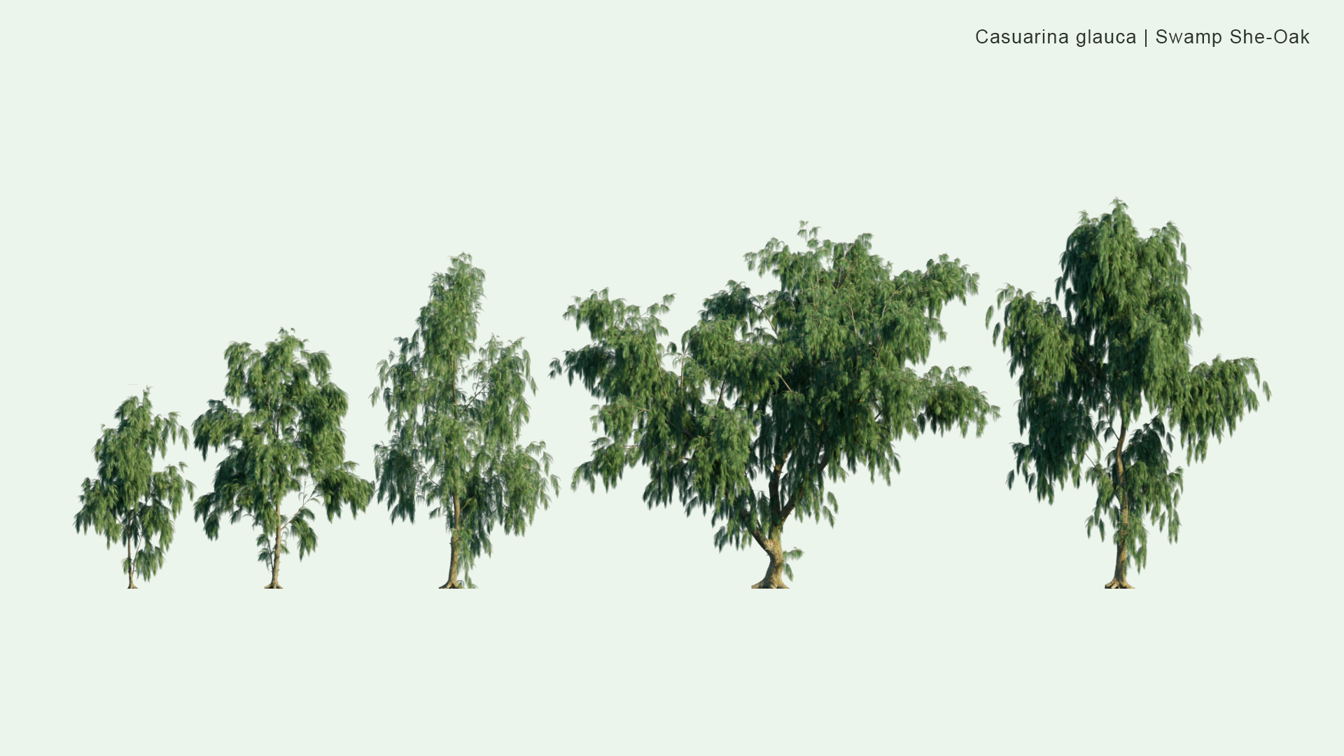 2D Casuarina Glauca - Swamp She-oak, Swamp Oak, Grey Oak, River Oak