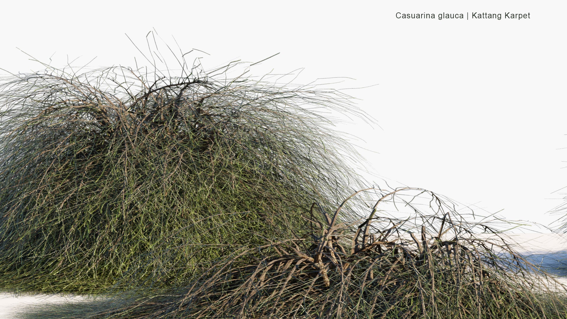 Low Poly Casuarina Glauca - Kattang Karpet (3D Model)