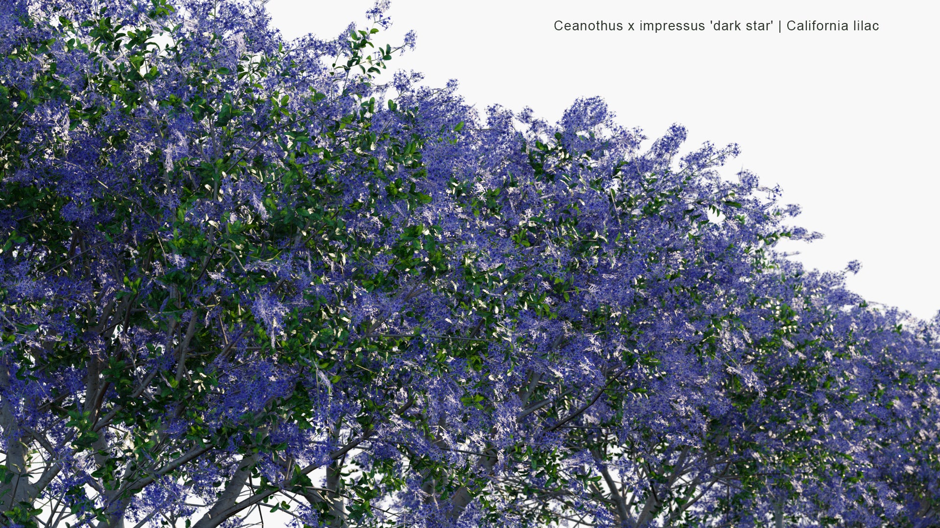 Low Poly Ceanothus x Impressus 'Dark Star' - California Lilac (3D Model)
