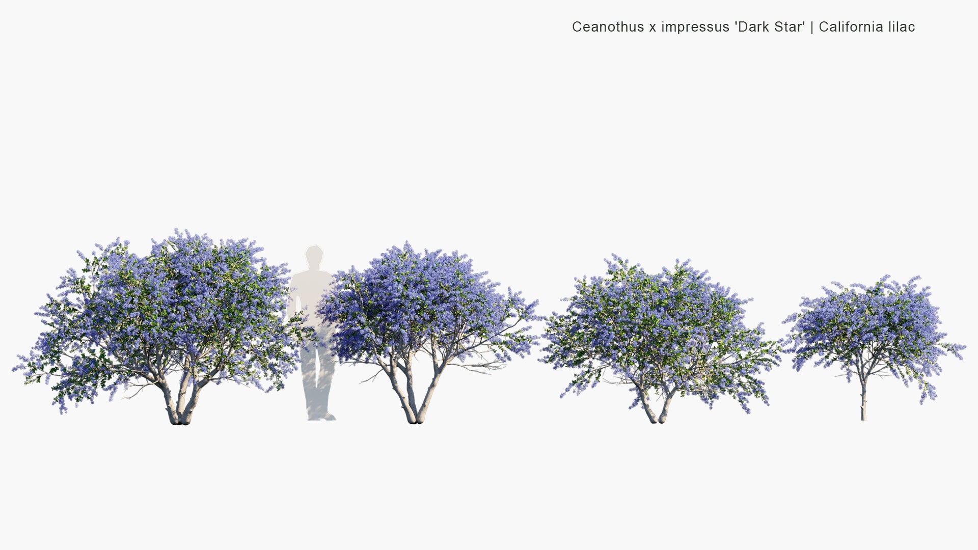Ceanothus x Impressus 'Dark Star' - California Lilac (3D Model)
