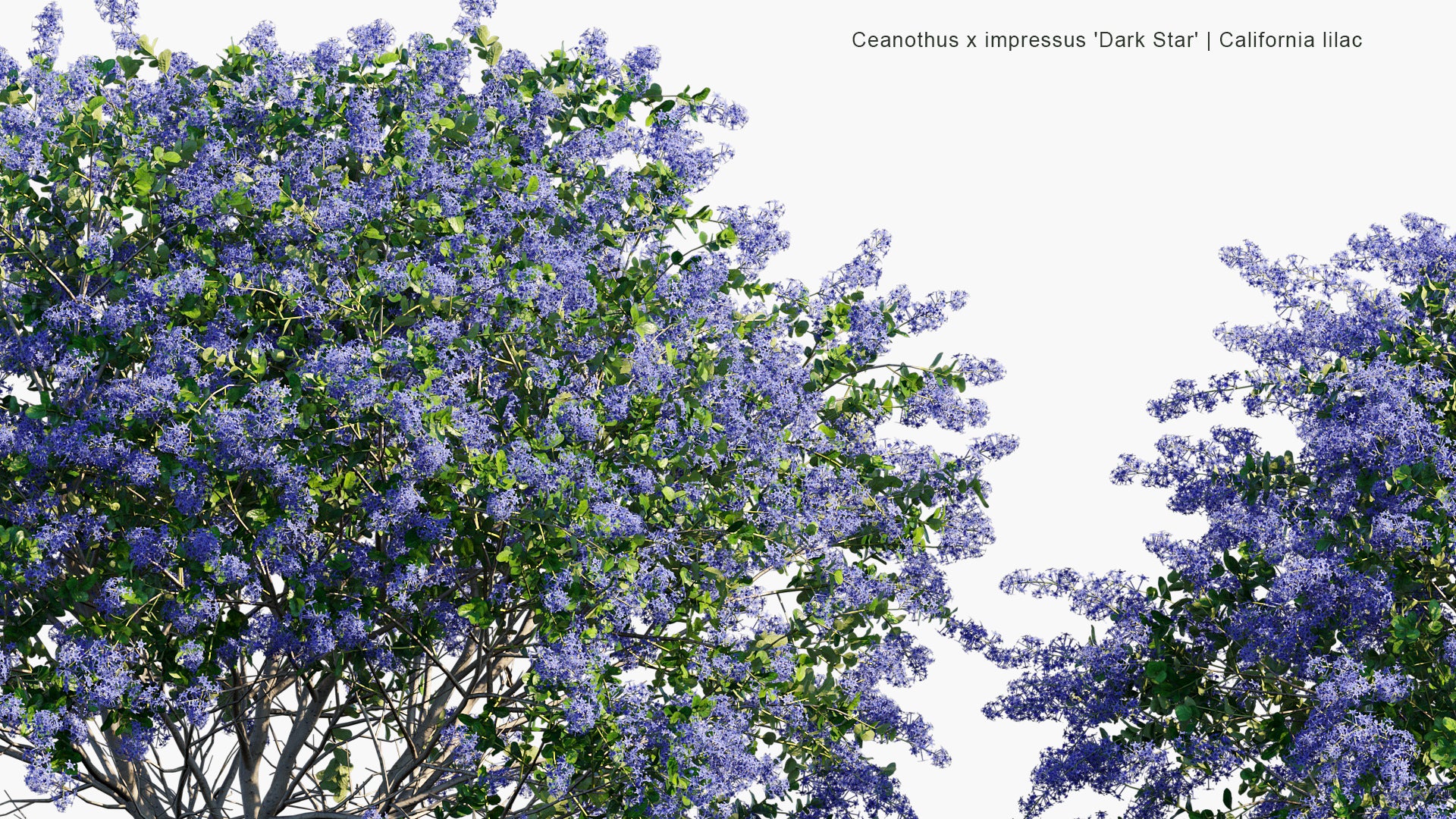 Ceanothus x Impressus 'Dark Star' - California Lilac (3D Model)