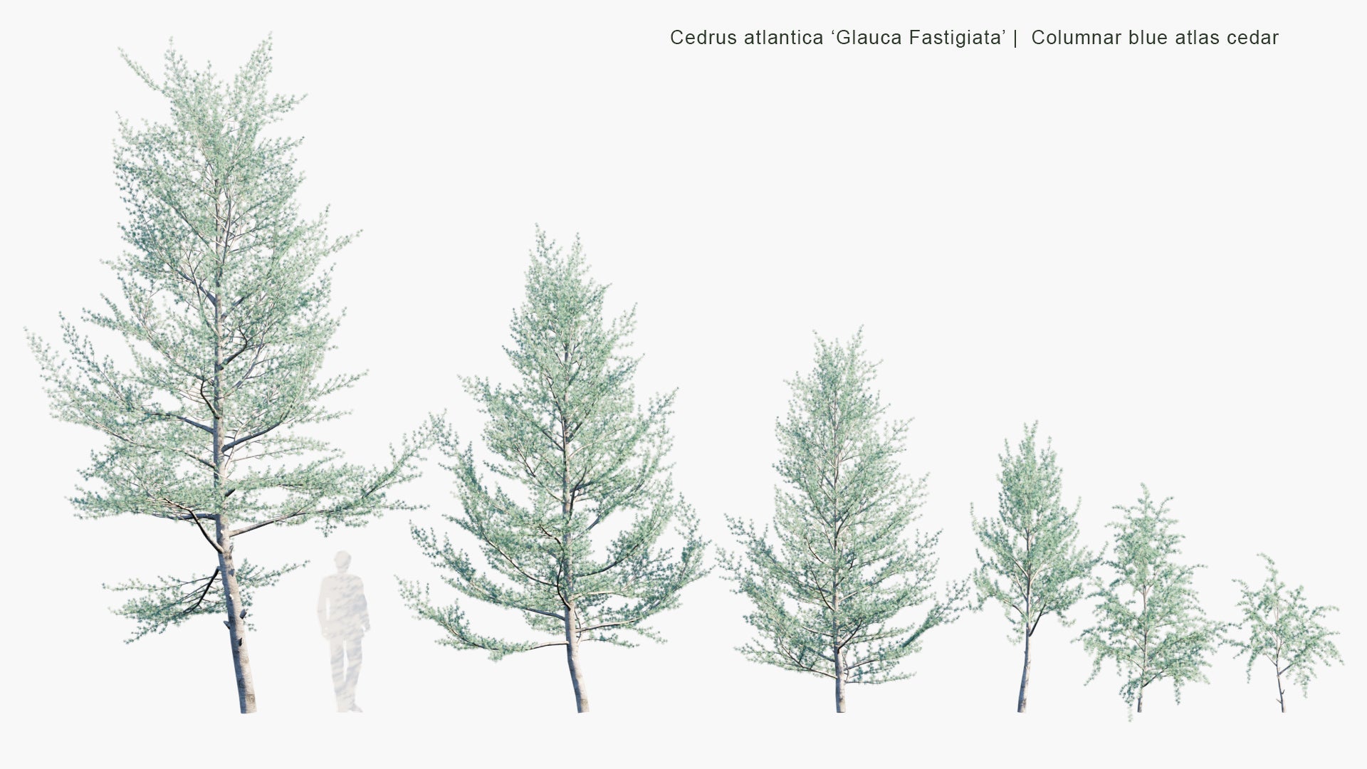 Low Poly Cedrus Atlantica 'Glauca Fastigiata' - Columnar Blue Atlas Ceadar (3D Model)