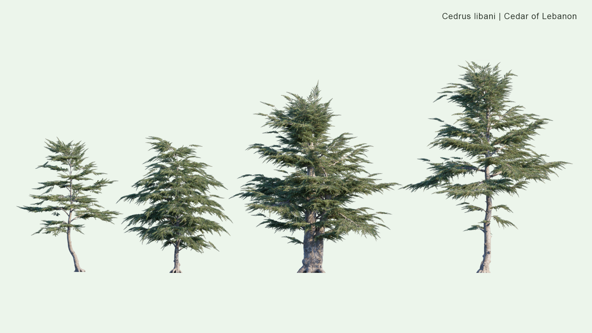 2D Cedrus Libani - Cedar of Lebanon, Lebanese Cedar