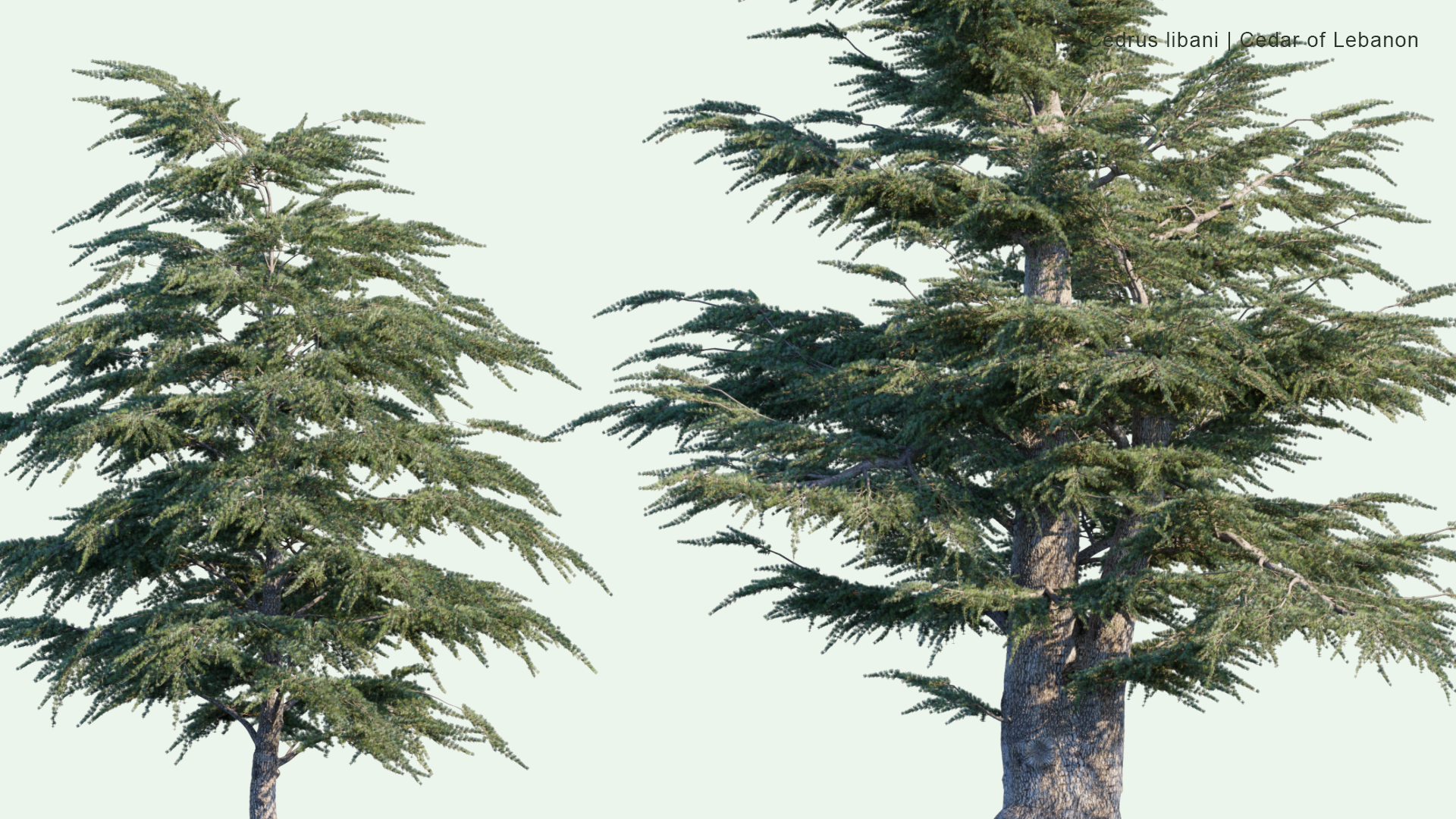 2D Cedrus Libani - Cedar of Lebanon, Lebanese Cedar