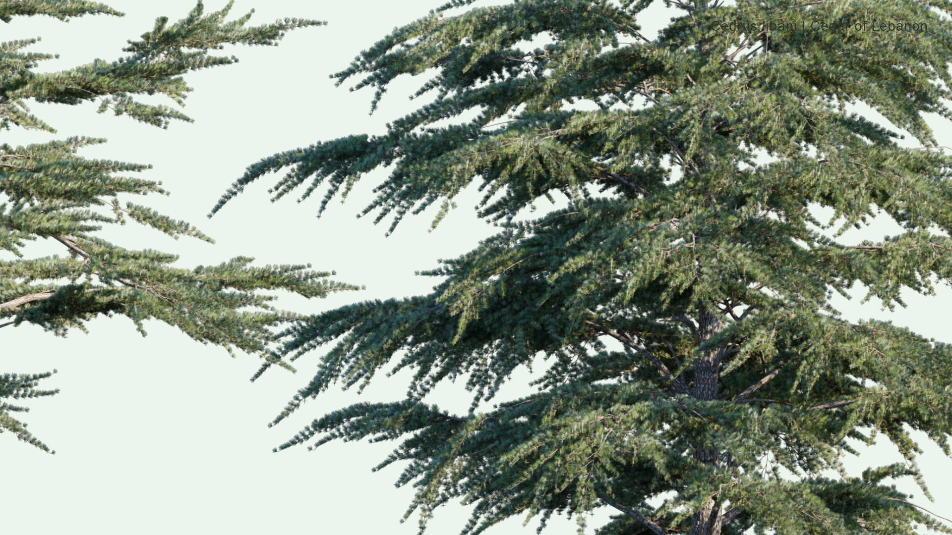 2D Cedrus Libani - Cedar of Lebanon, Lebanese Cedar