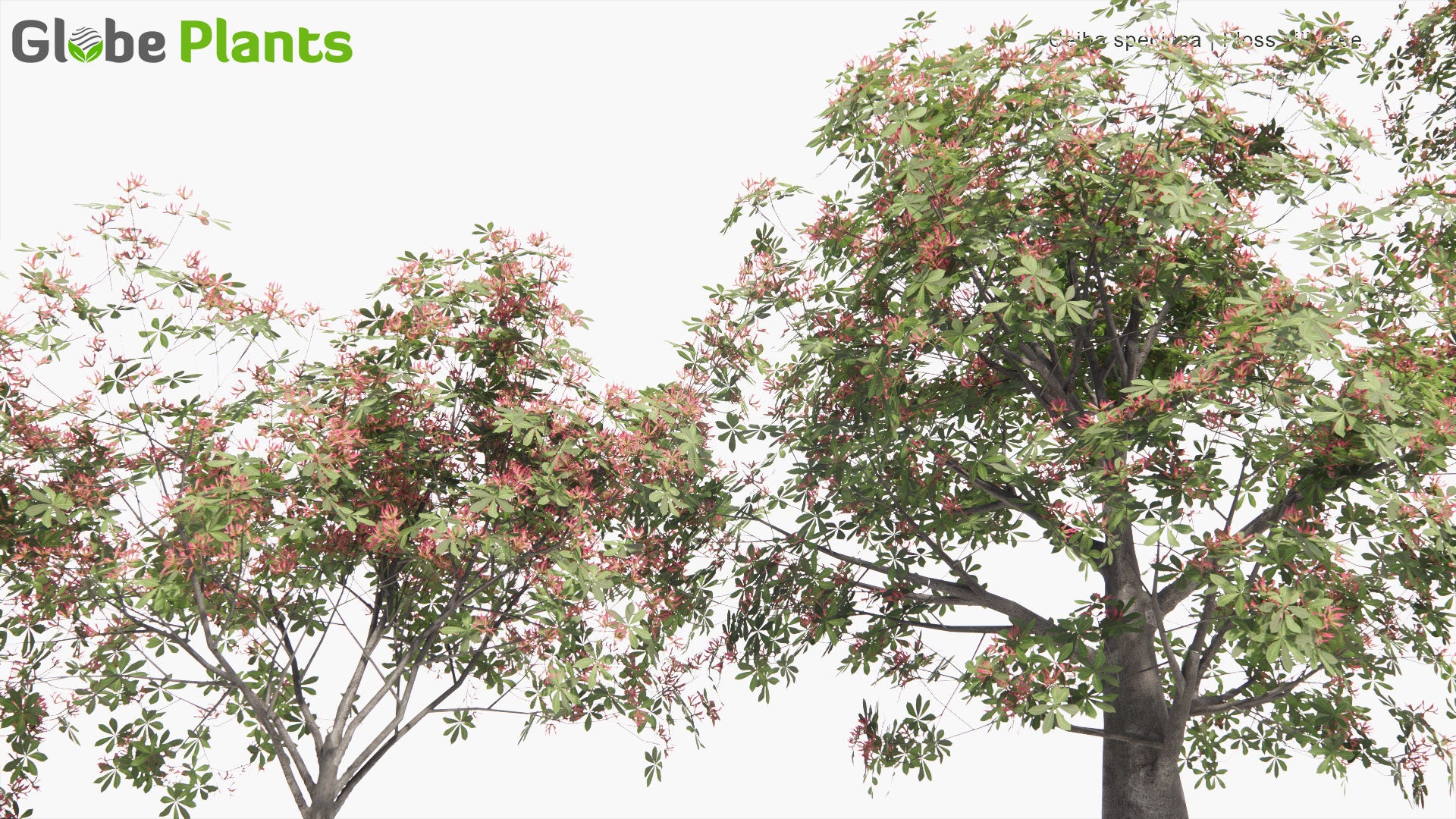 Low Poly Ceiba Speciosa - Silk Floss Tree (3D Model)