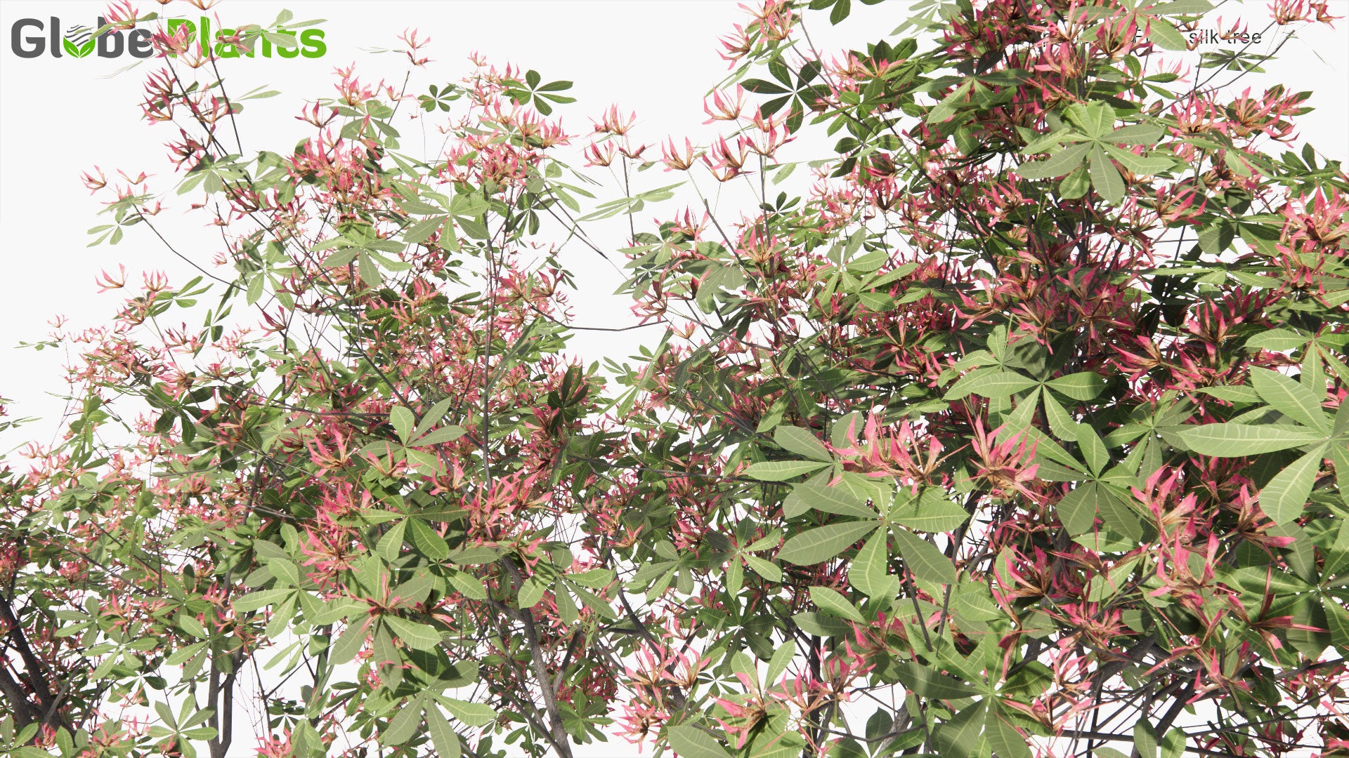 Low Poly Ceiba Speciosa - Silk Floss Tree (3D Model)