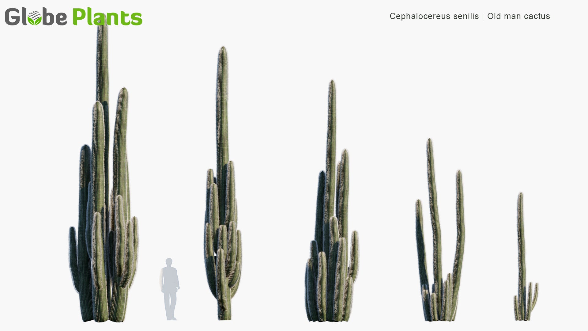Low Poly Cephalocereus Senilis - Old Man Cactus (3D Model)