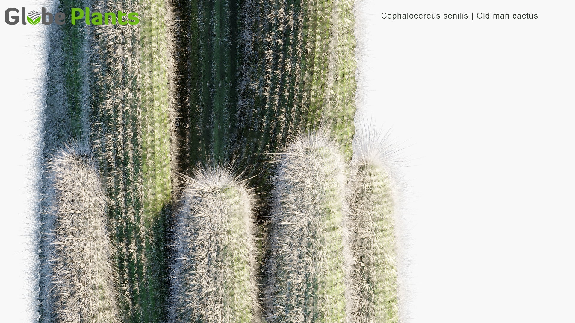Low Poly Cephalocereus Senilis - Old Man Cactus (3D Model)