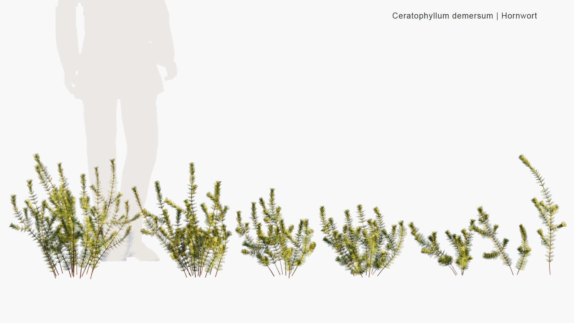 Low Poly Ceratophyllum Demersum - Rigid Hornwort (3D Model)