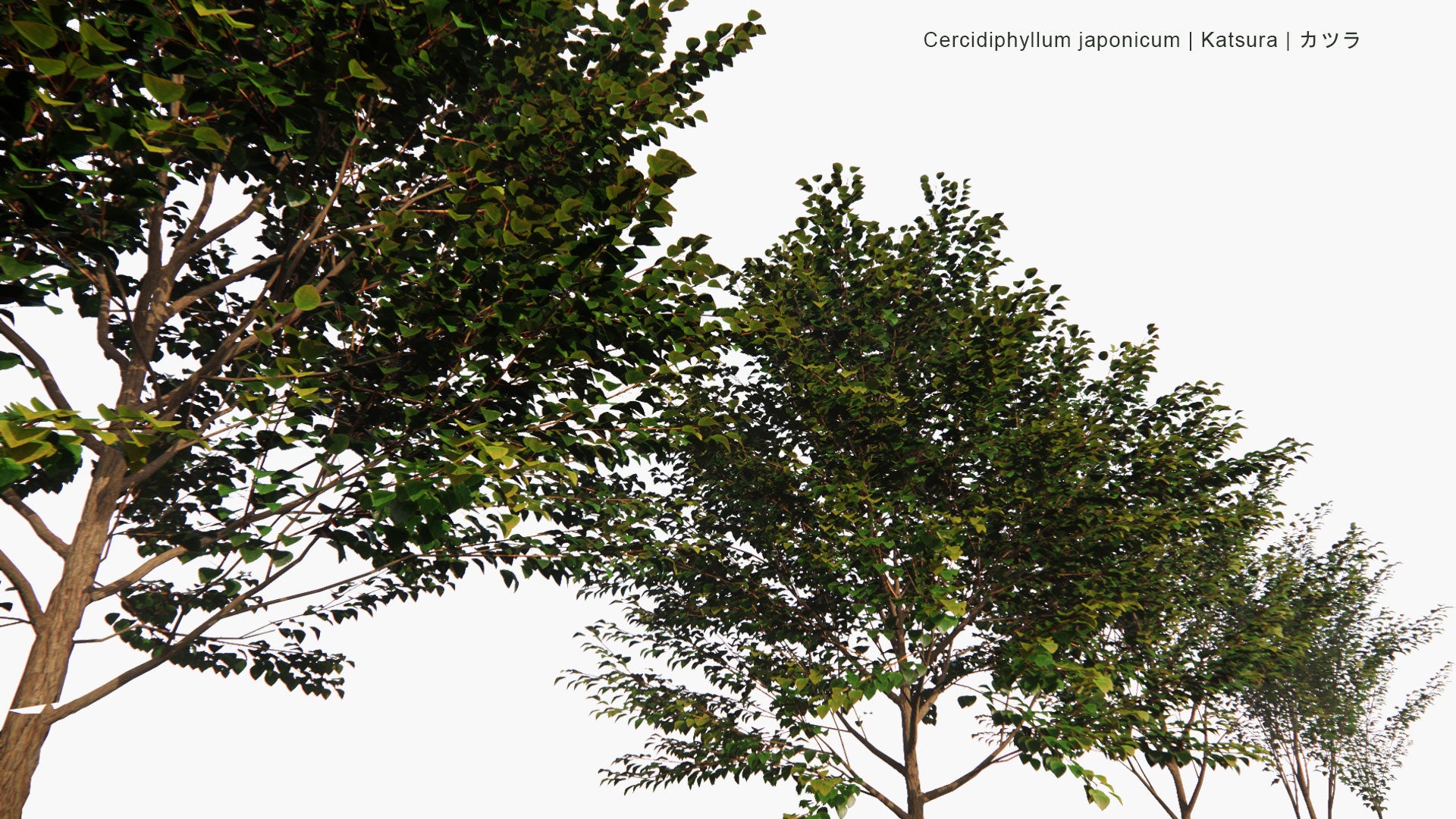 Low Poly Cercidiphyllum Japonicum - Katsura, カツラ (3D Model)