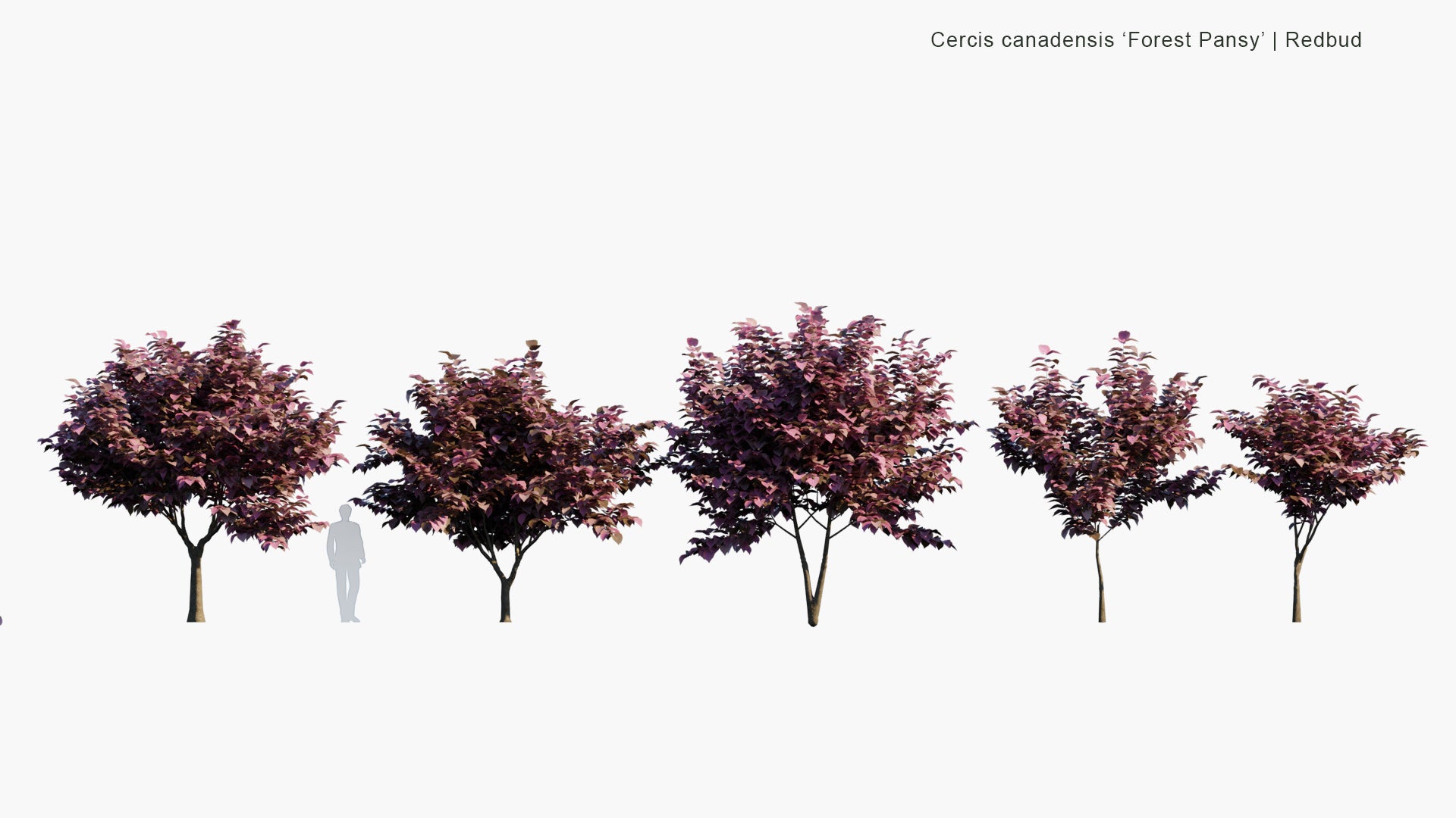 Low Poly Cercis Canadensis - 'Forest Pansy'  (Redbud) (3D Model)