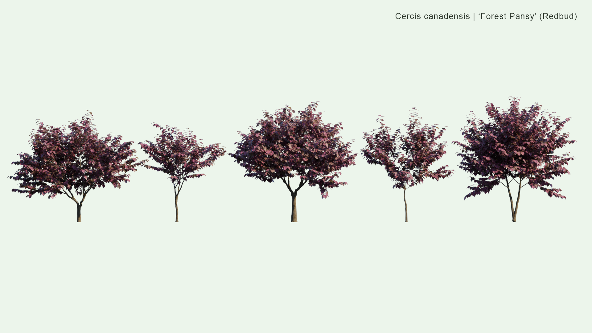 2D Cercis Canadensis - 'Forest Pansy' (Redbud)