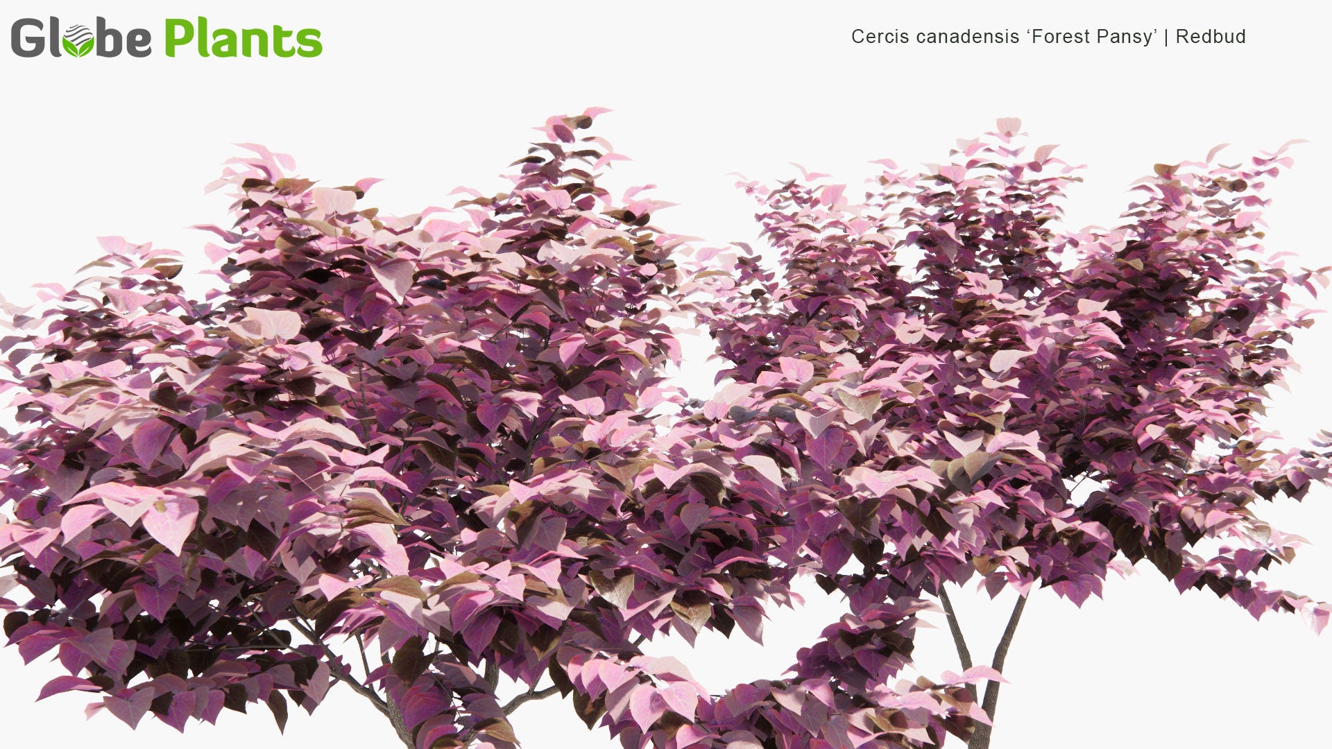 Low Poly Cercis Canadensis - 'Forest Pansy'  (Redbud) (3D Model)