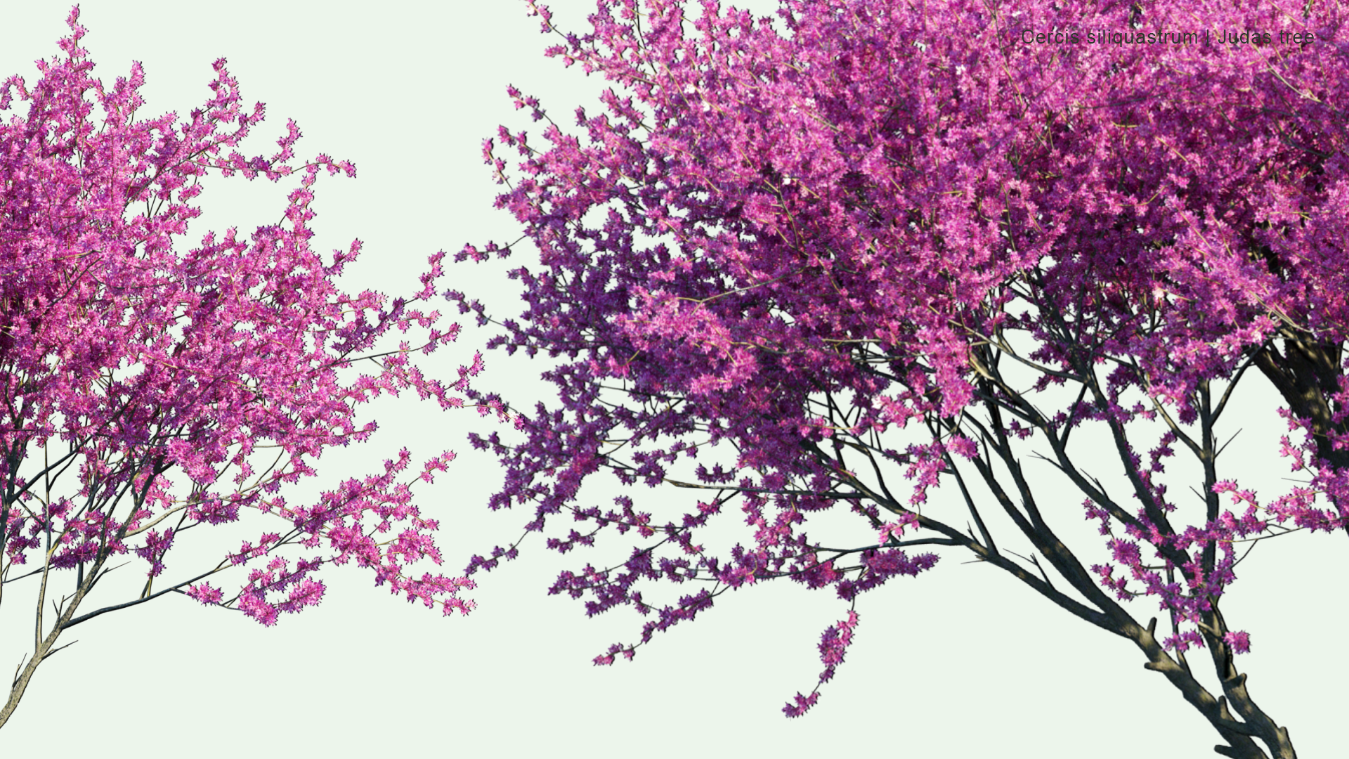 2D Cercis Siliquastrum - Judas Tree, Judas-tree