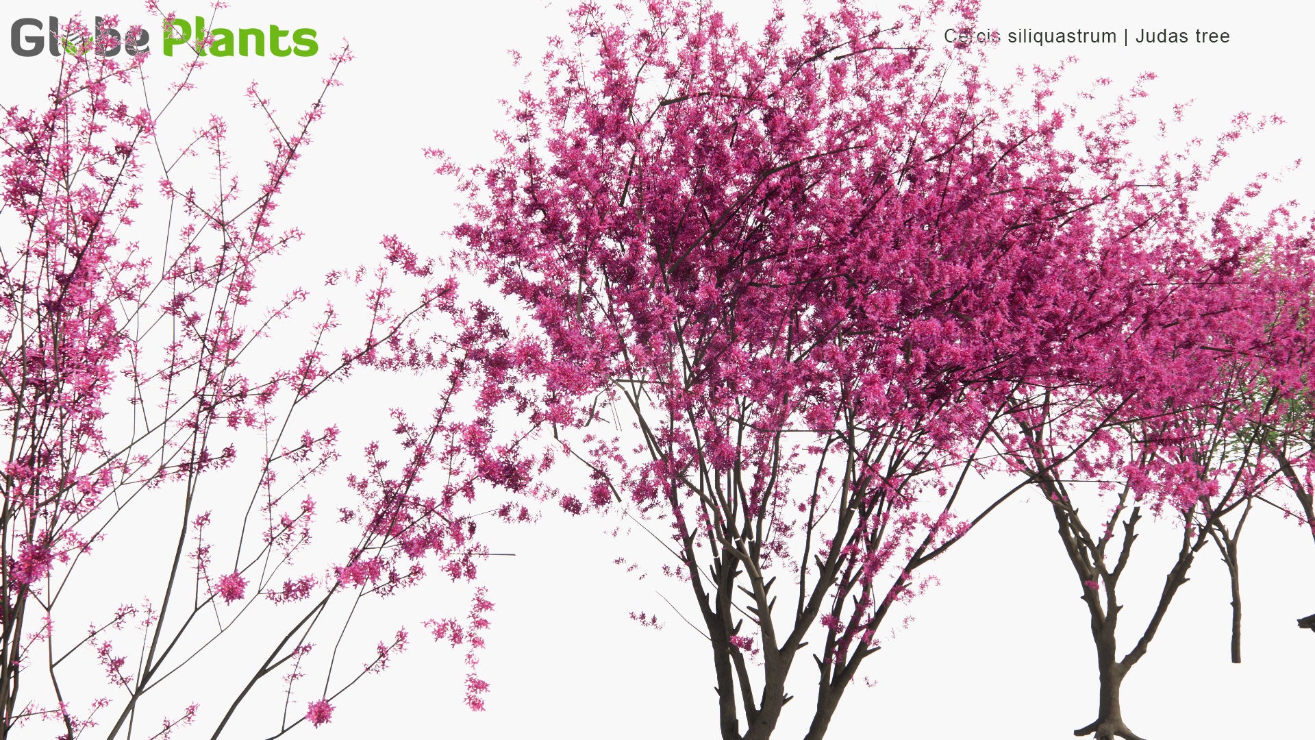 Low Poly Cercis Siliquastrum - Judas Tree, Judas-Tree (3D Model)