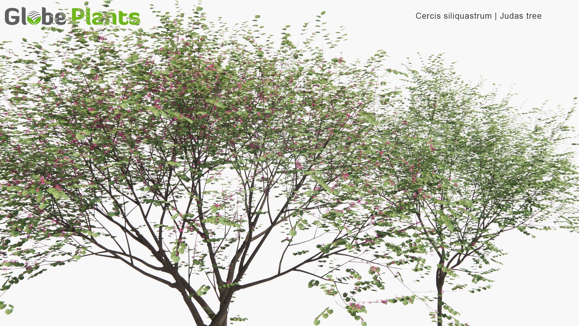 Low Poly Cercis Siliquastrum - Judas Tree, Judas-Tree (3D Model)