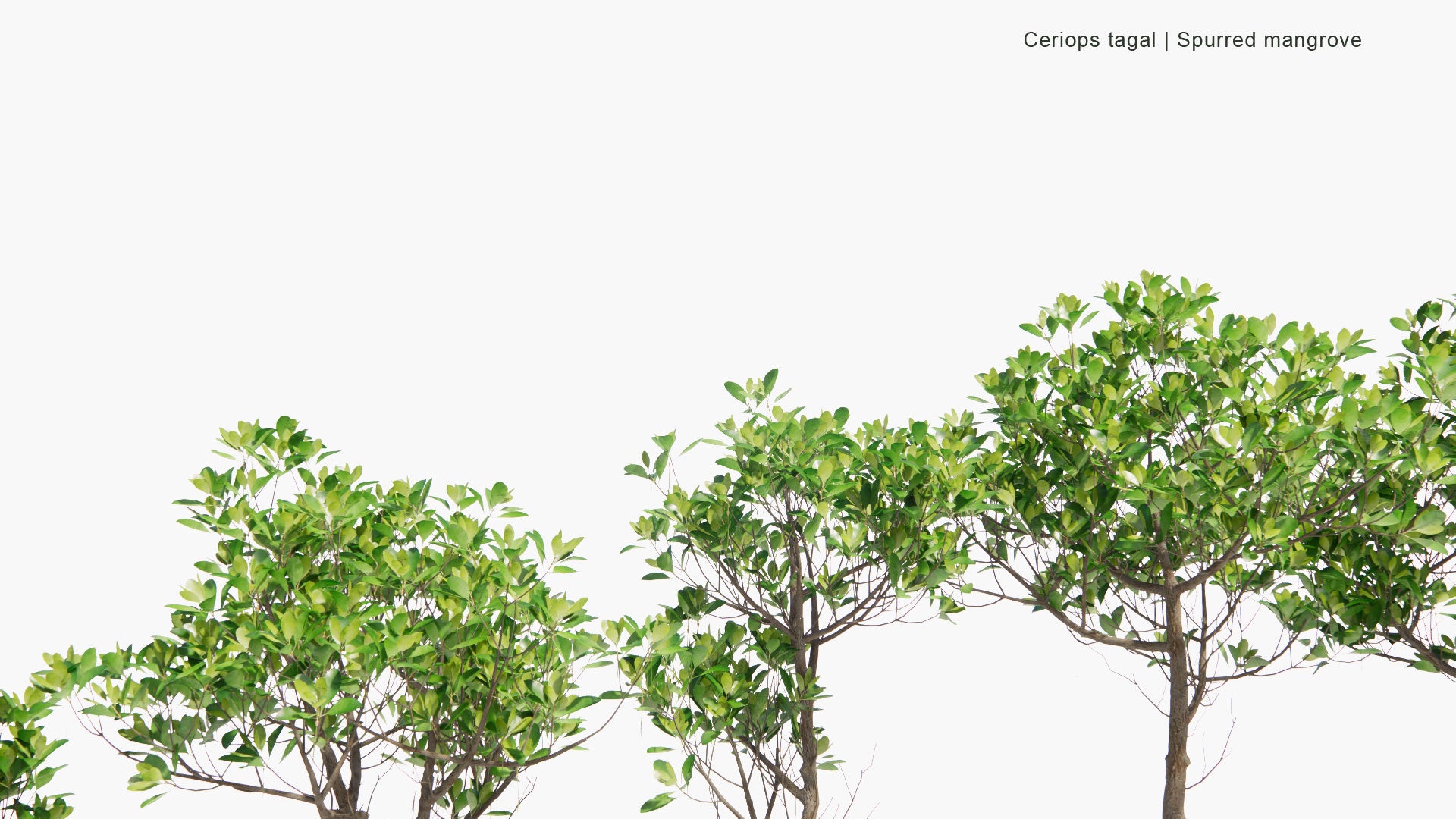 Low Poly Ceriops Tagal - Spurred Mangrove, Indian Mangrove (3D Model)