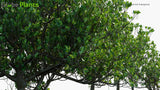 Load image into Gallery viewer, Ceriops Tagal - Spurred Mangrove, Indian Mangrove