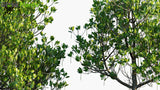 Load image into Gallery viewer, Ceriops Tagal - Spurred Mangrove, Indian Mangrove