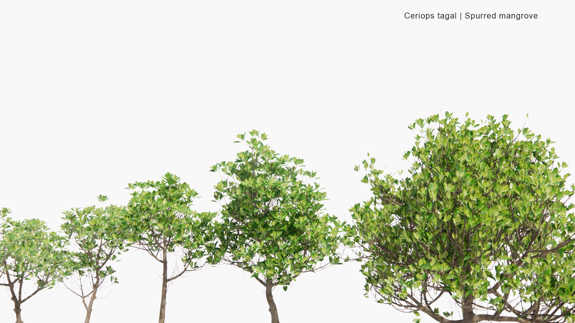 Low Poly Ceriops Tagal - Spurred Mangrove, Indian Mangrove (3D Model)