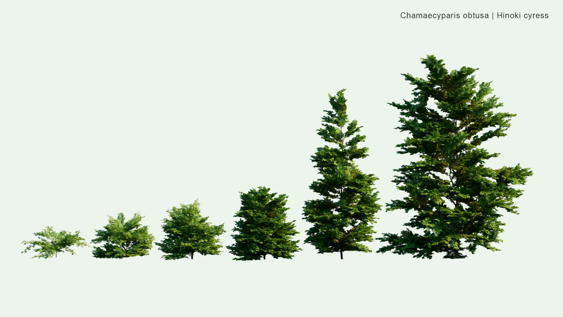 2D Chamaecyparis Obtusa - Hinoki Cypress