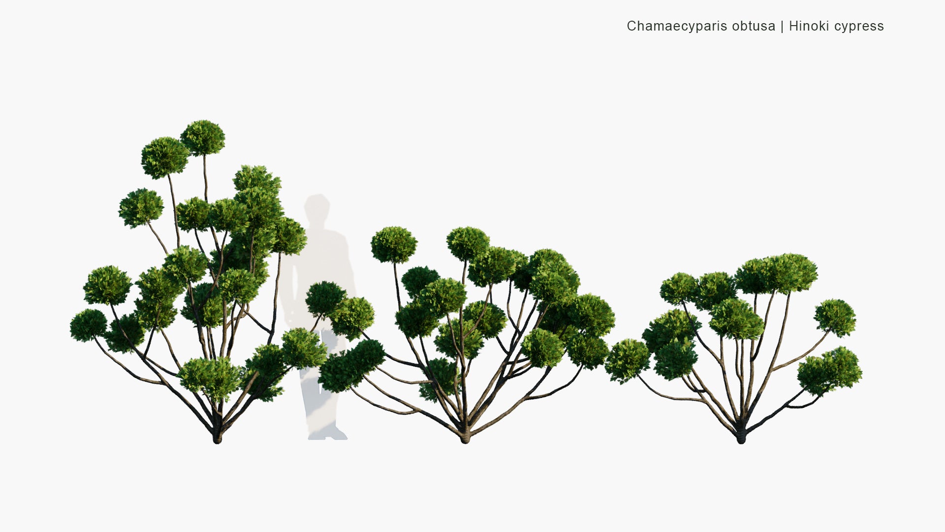 Low Poly Chamaecyparis Obtusa - Japanese Cypress, Hinoki Cypress, Hinoki (3D Model)