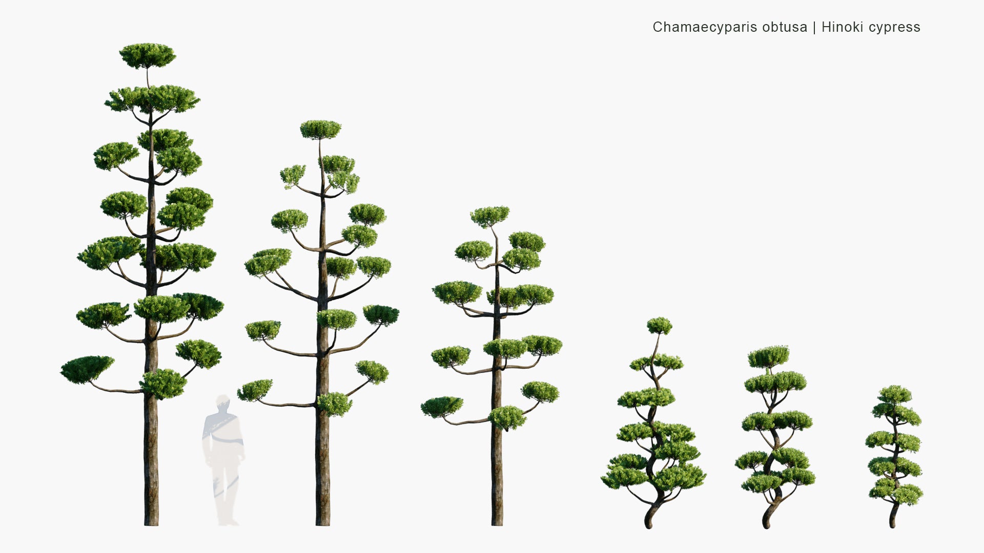 Chamaecyparis Obtusa - Japanese Cypress, Hinoki Cypress, Hinoki (3D Model)