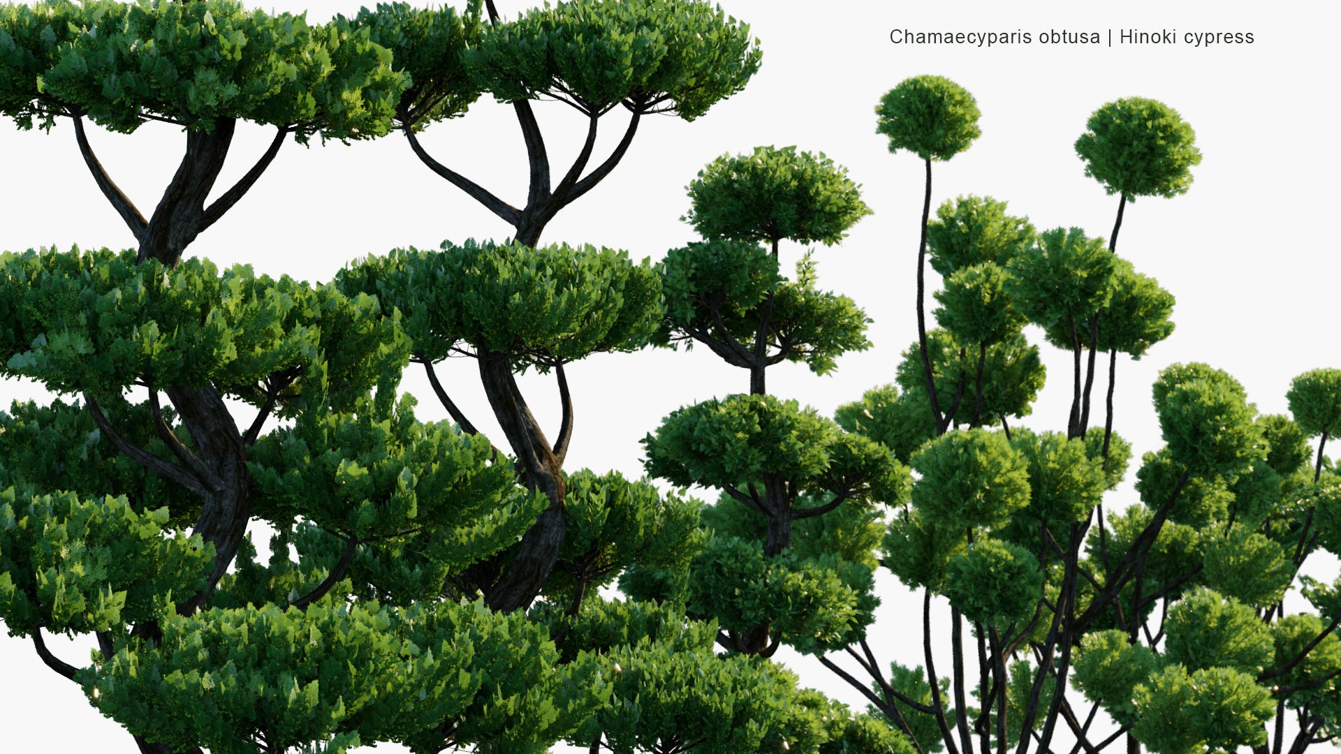 Chamaecyparis Obtusa - Japanese Cypress, Hinoki Cypress, Hinoki (3D Model)