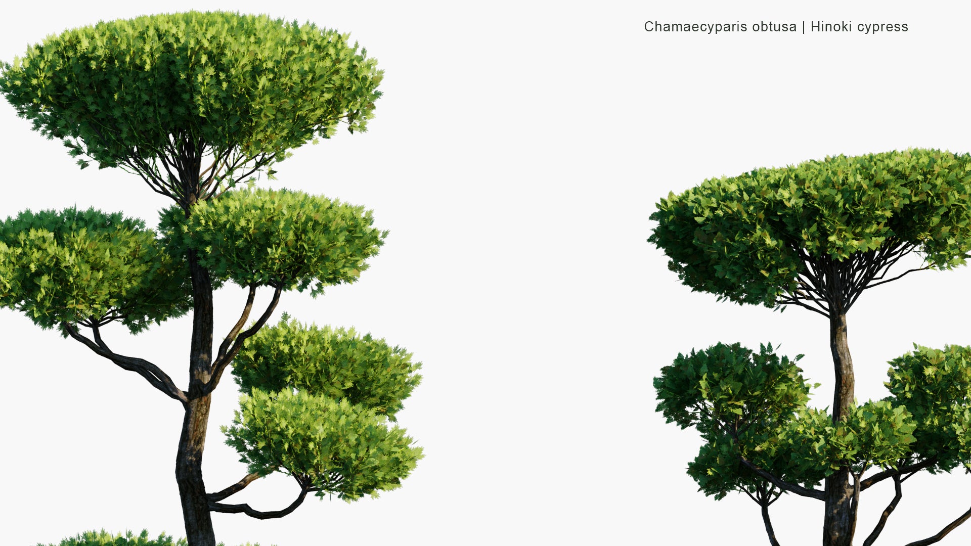 Low Poly Chamaecyparis Obtusa - Japanese Cypress, Hinoki Cypress, Hinoki (3D Model)