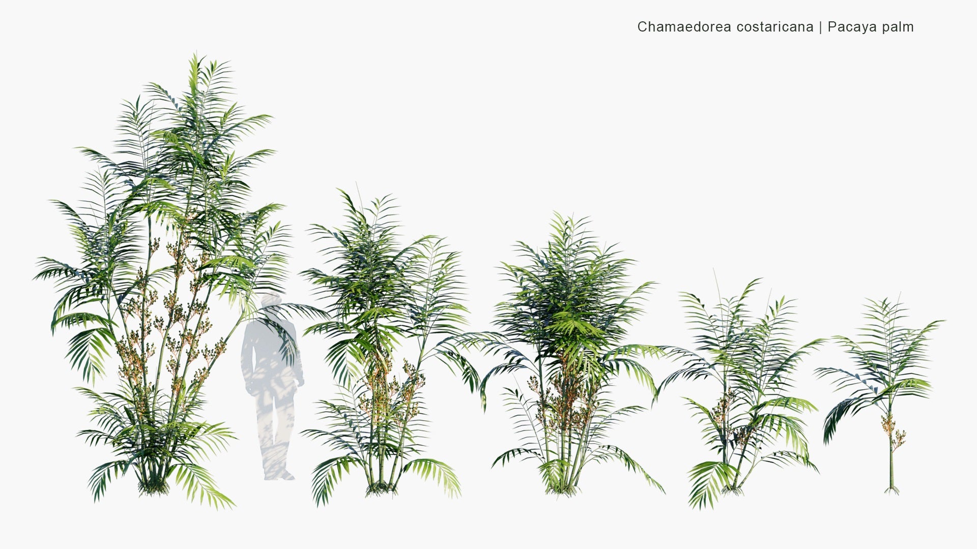 Low Poly Chamaedorea Costaricana - Pacaya Palm, Costa Rica Bamboo Palm (3D Model)