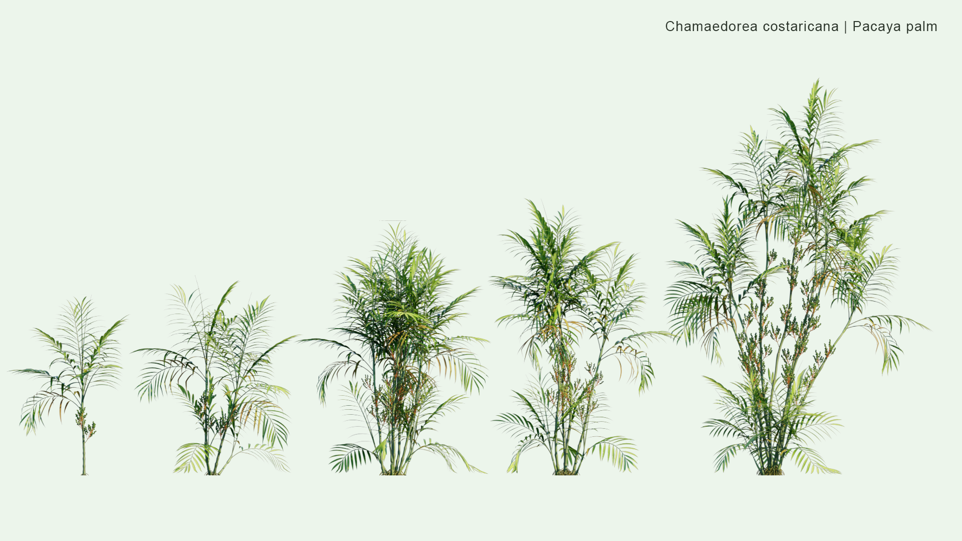 2D Chamaedorea Costaricana - Pacaya Palm, Costa Rica Bamboo Palm