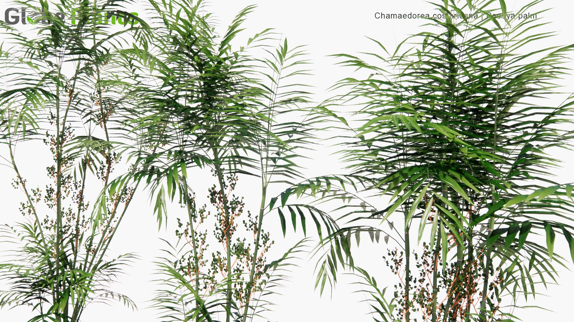 Low Poly Chamaedorea Costaricana - Pacaya Palm, Costa Rica Bamboo Palm (3D Model)